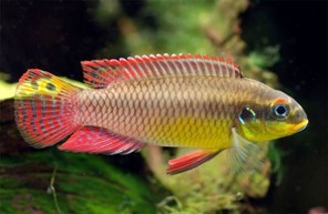 Pelvicachromis taeniatus