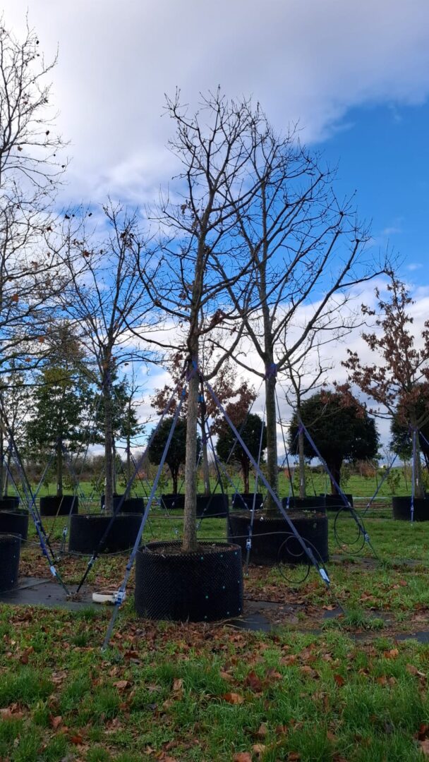 WhatsApp Image 2025-11-25 at 12.57.24(3)