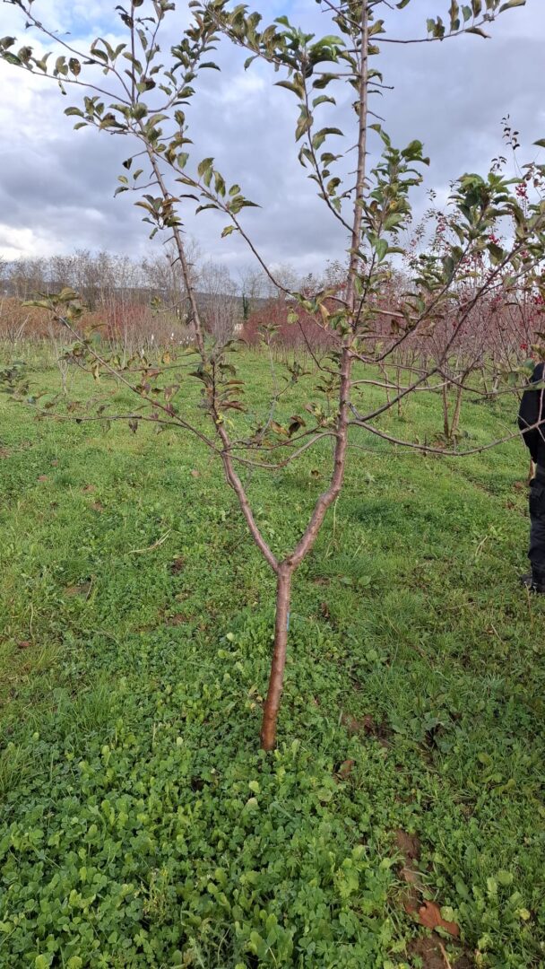 WhatsApp Image 2025-11-25 at 12.57.27(1)