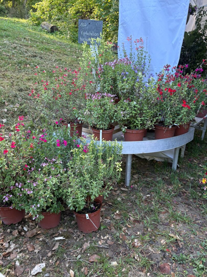 12 Foire aux plantes Pupetières