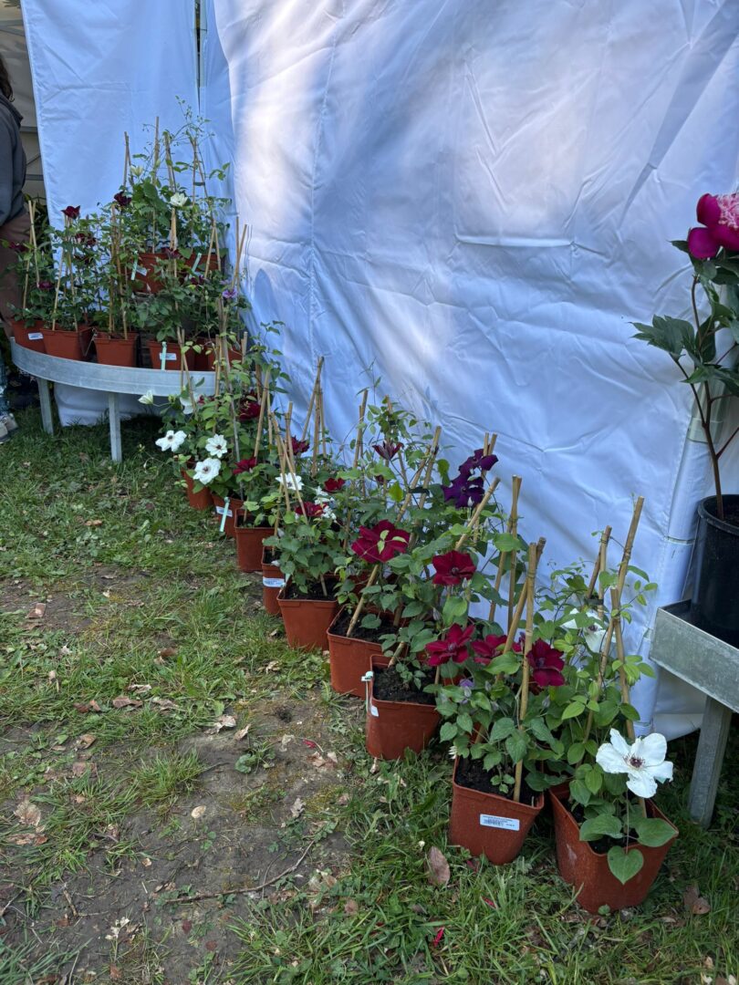 13 Foire aux plantes Pupetières