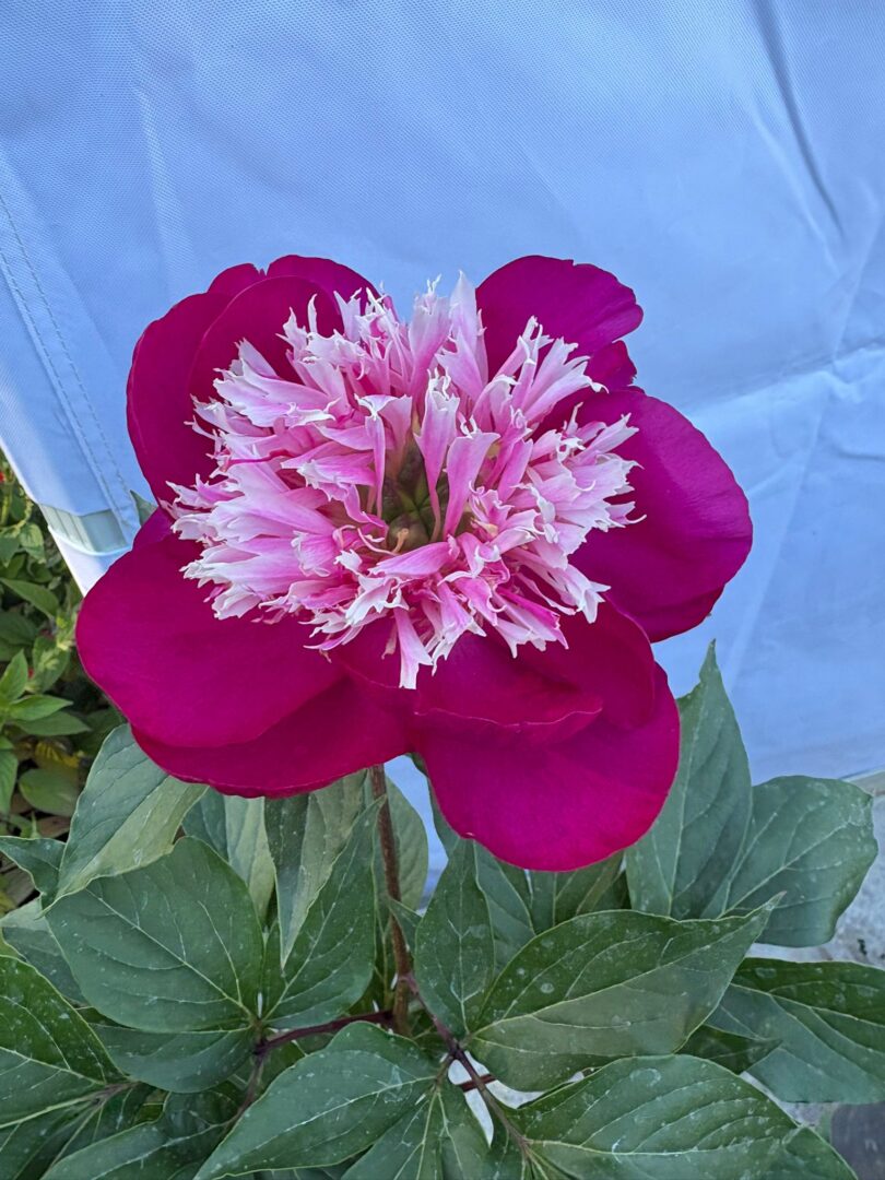 14 Foire aux plantes Pupetières