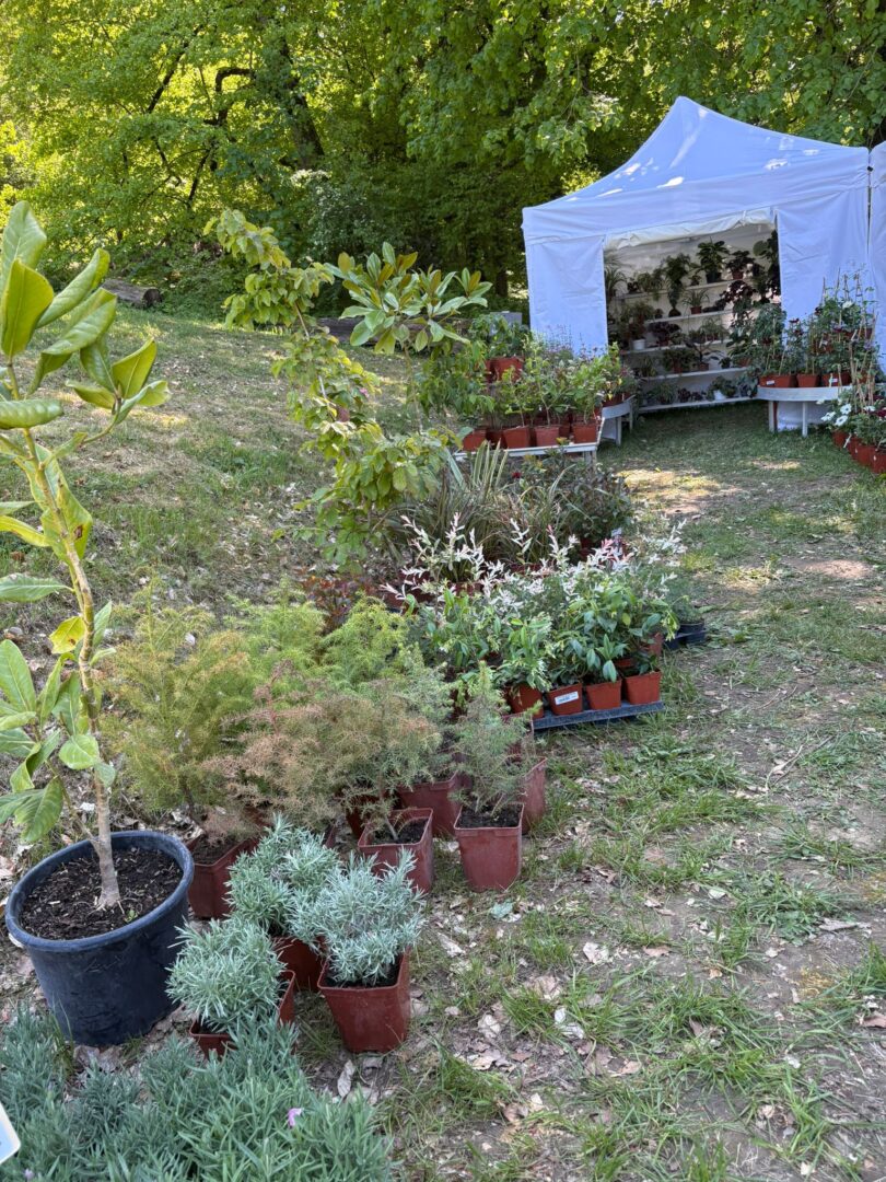 4 Foire aux plantes Pupetières