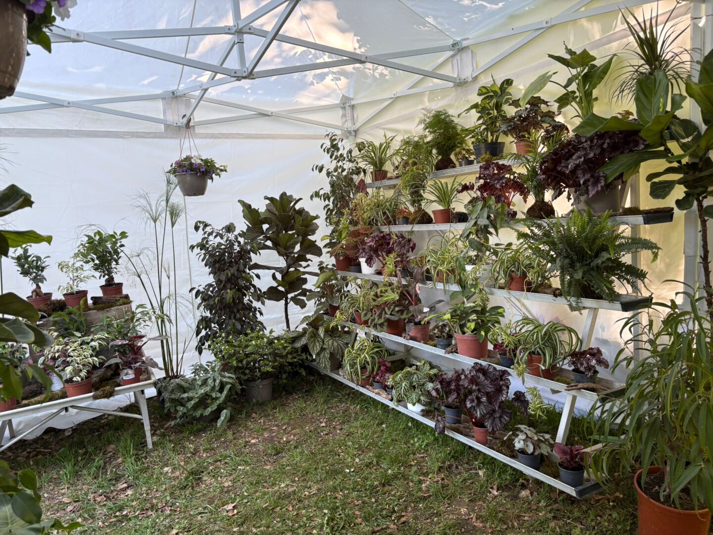 5 Foire aux plantes Pupetières