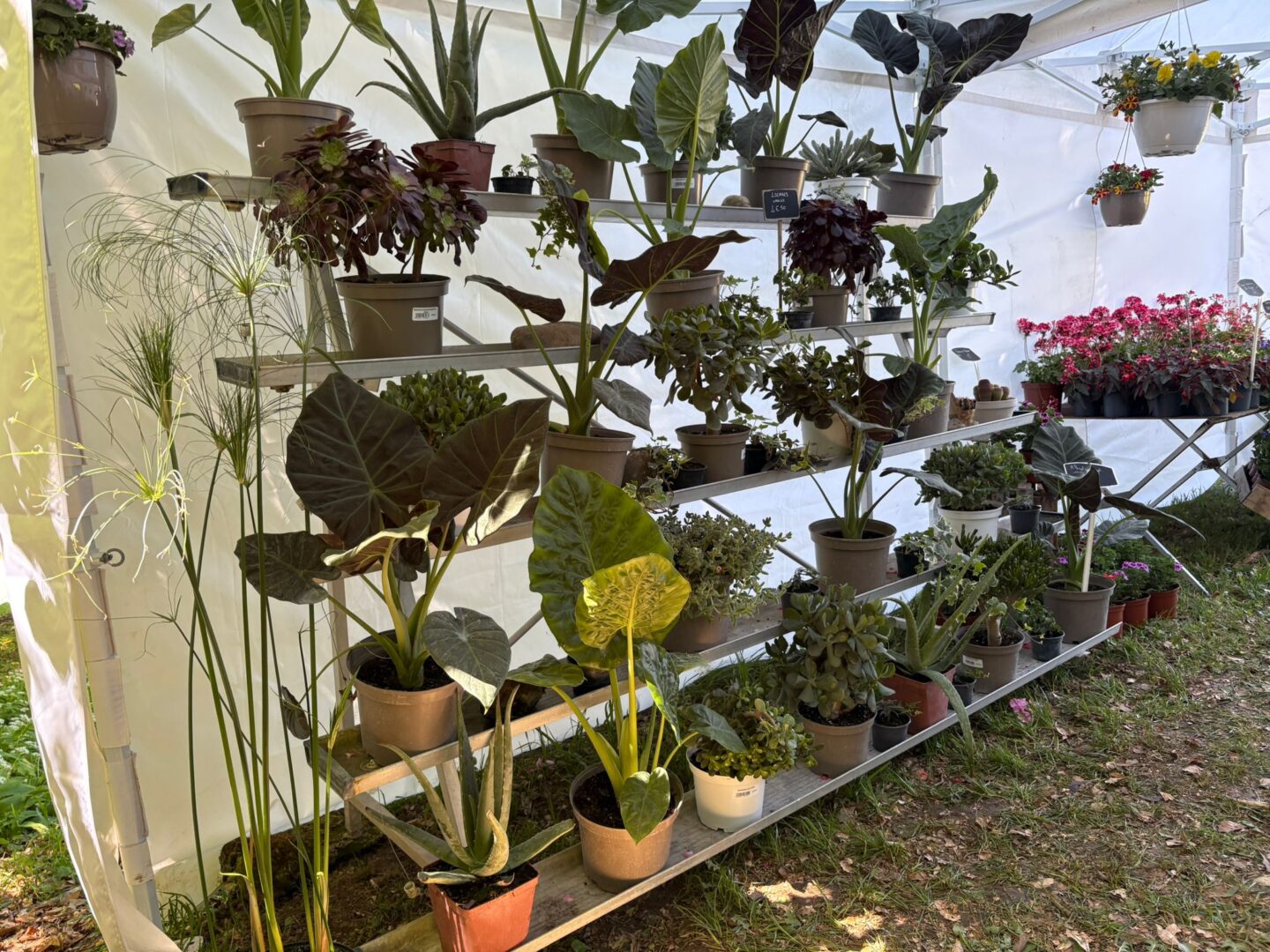 6 Foire aux plantes Pupetières