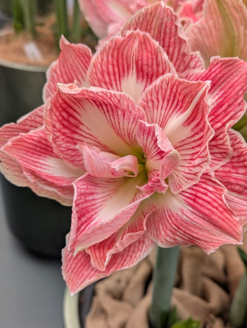 WhatsApp Image 2026-03-30 at 15.18.08