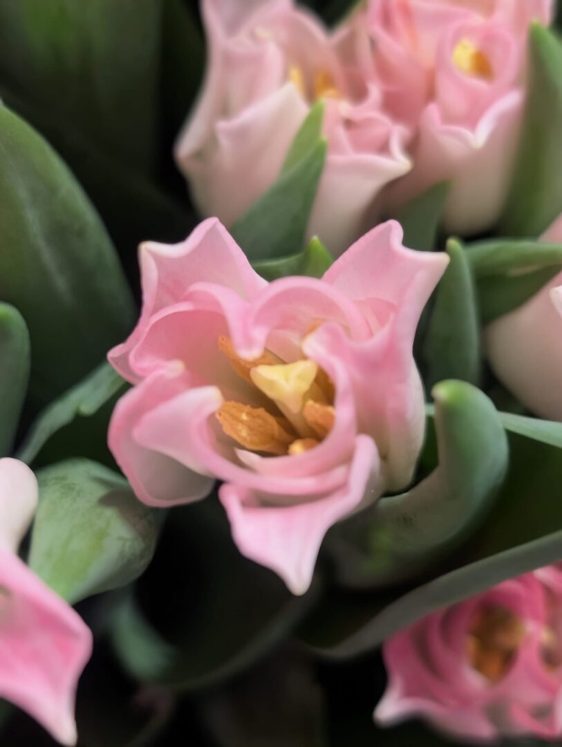 WhatsApp Image 2026-03-30 at 15.18.11(3)