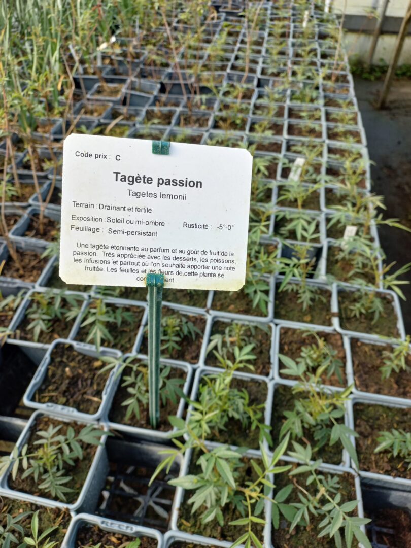 WhatsApp Image 2026-04-02 at 18.30.05(1)