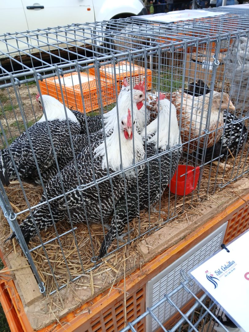 10-Poules