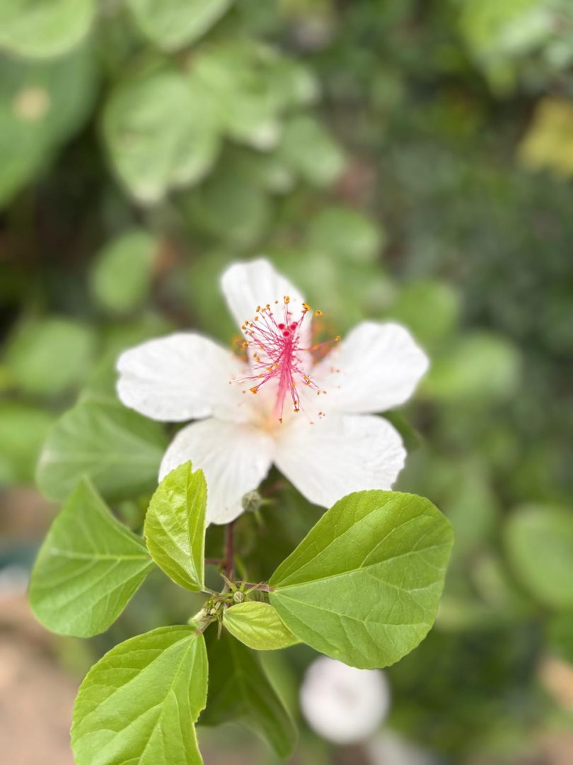 Fleur 1