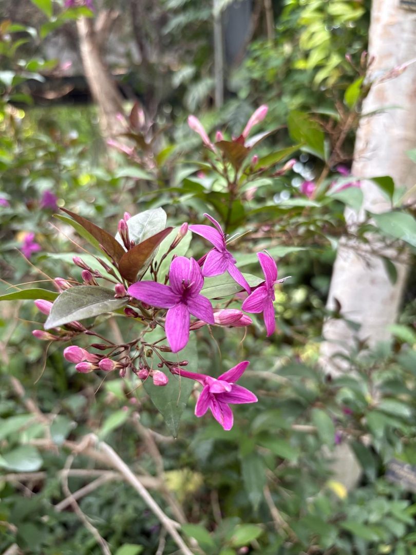 Fleur 2