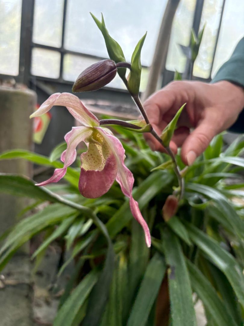 Fleur 3